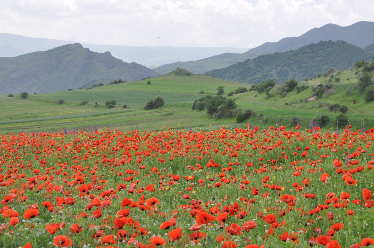 Окрестности села Грели, image of landscape/habitat.