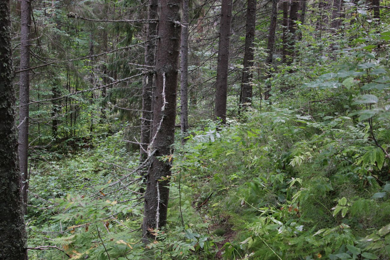 Урочище Княжая Пустынь, image of landscape/habitat.