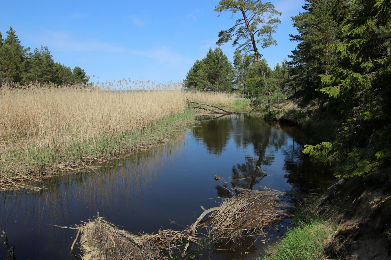 Окрестности деревни Выбье, image of landscape/habitat.