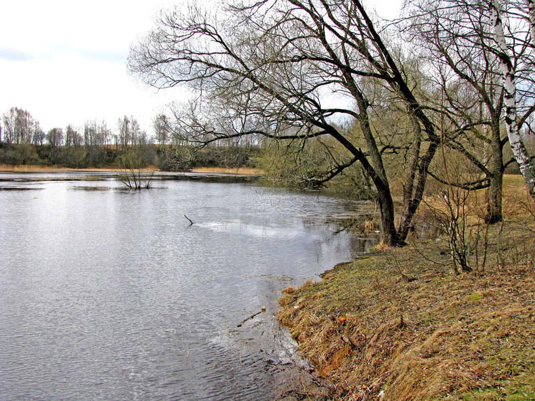 Борок и окрестности, image of landscape/habitat.