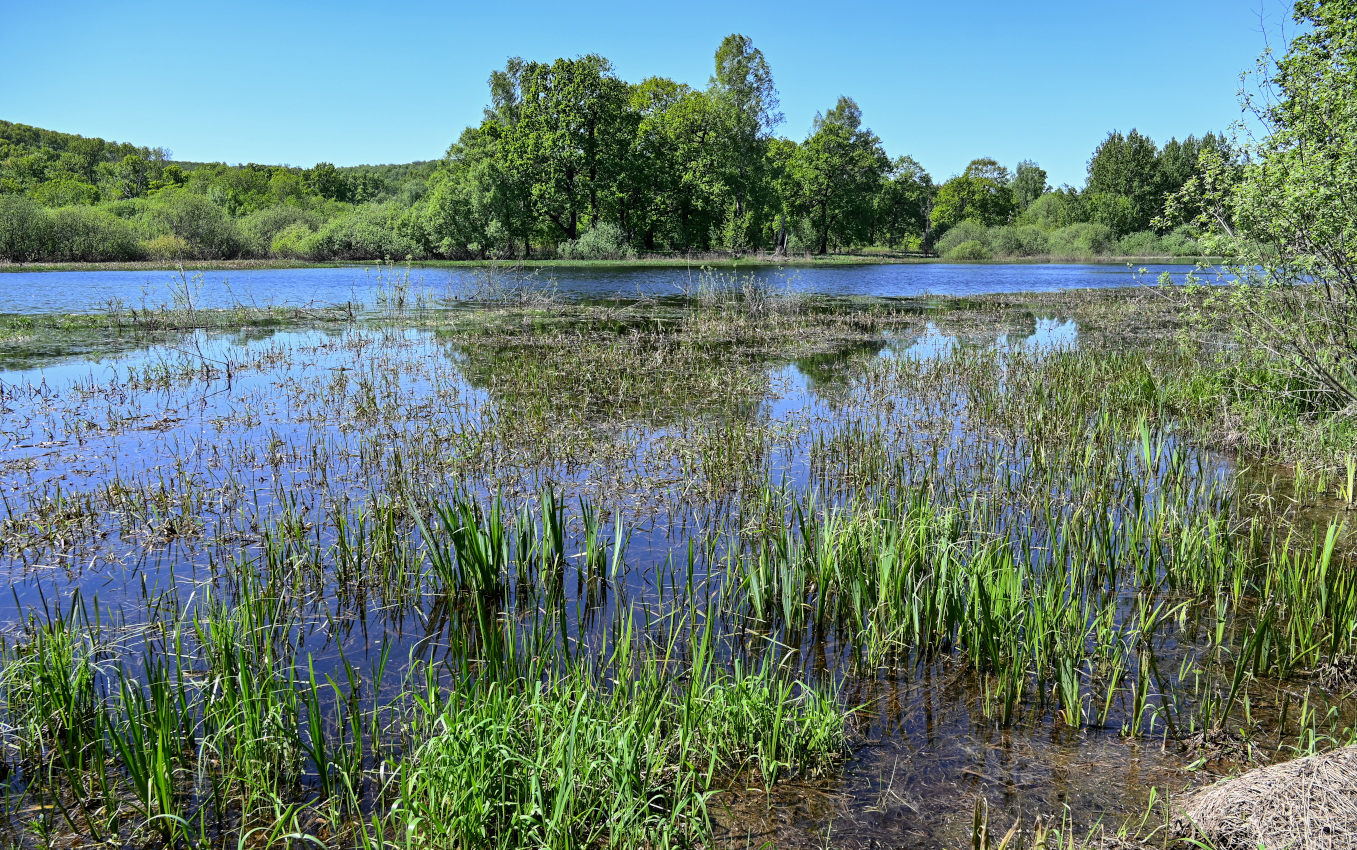 Брянск, image of landscape/habitat.