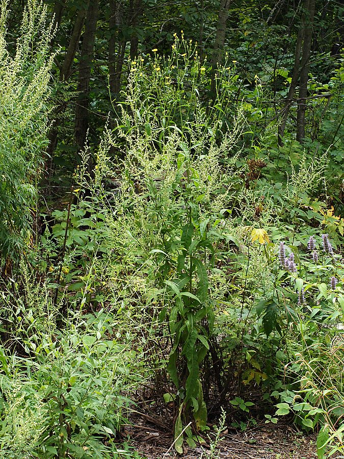 Кордон Америка, image of landscape/habitat.