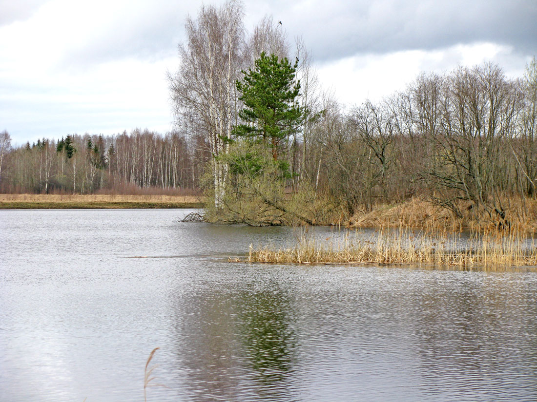 Борок и окрестности, image of landscape/habitat.