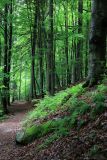 Vyšší Brod a Opatská stezka, image of landscape/habitat.