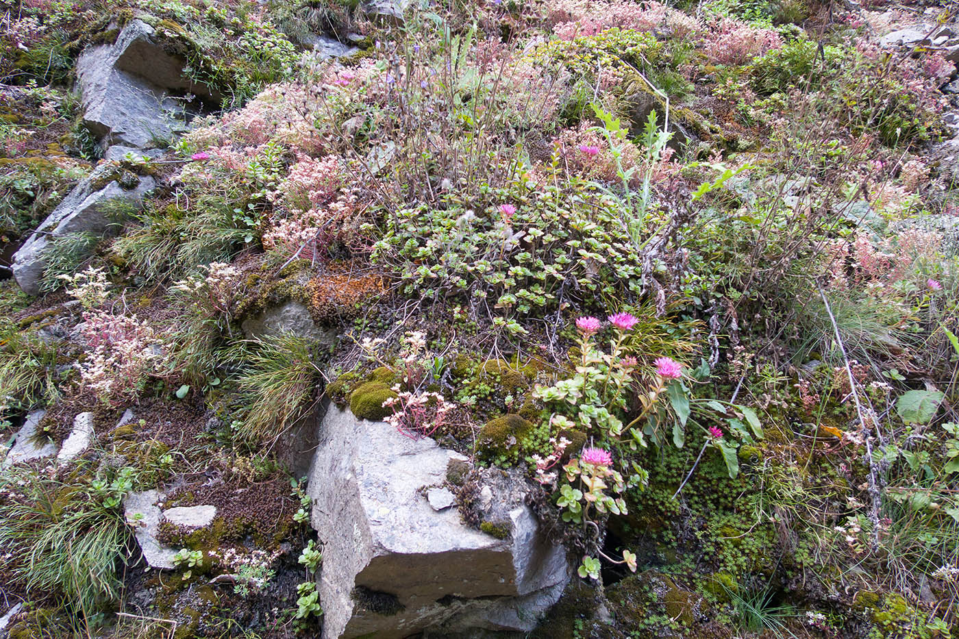 Б. Лаба ниже слияния с Заканом, image of landscape/habitat.