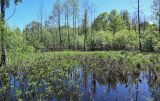 Брянск, image of landscape/habitat.