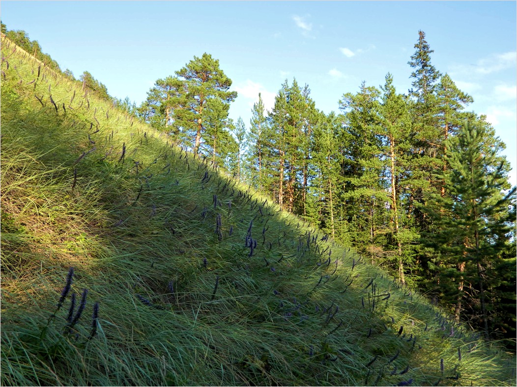 Буотама, image of landscape/habitat.