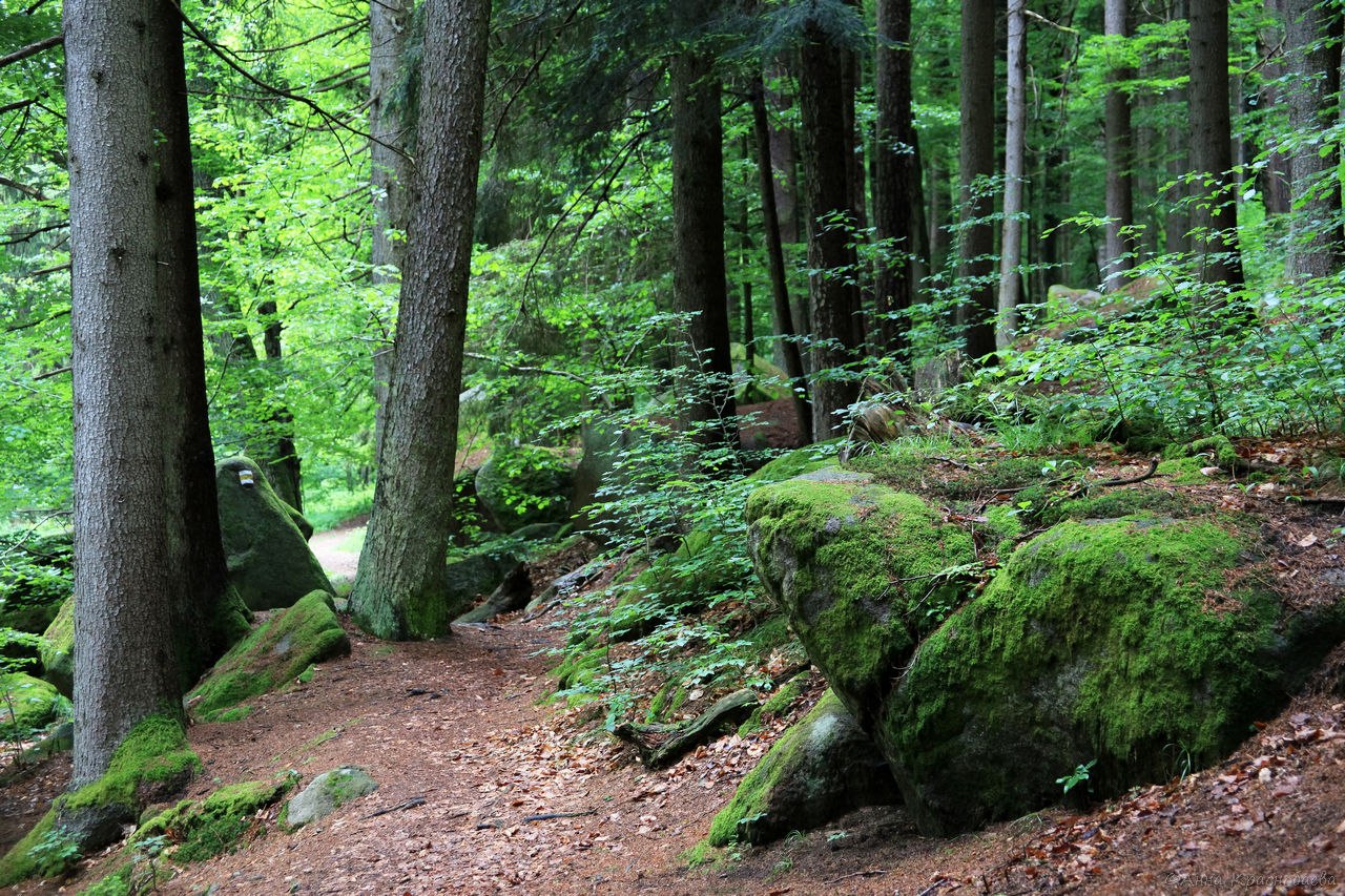 Vyšší Brod a Opatská stezka, image of landscape/habitat.