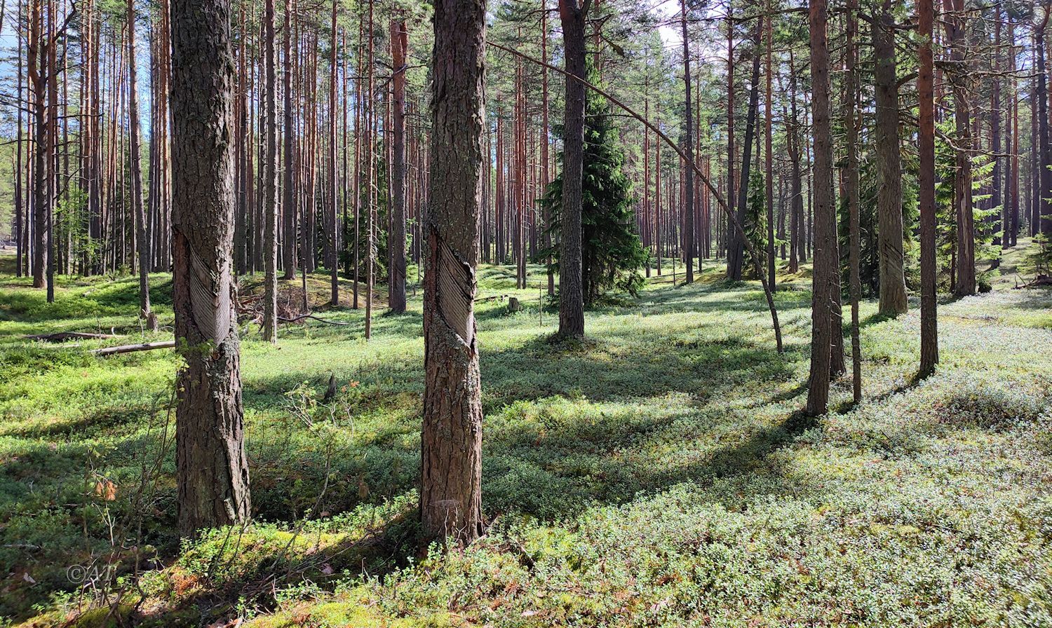 Устье Видлицы, image of landscape/habitat.