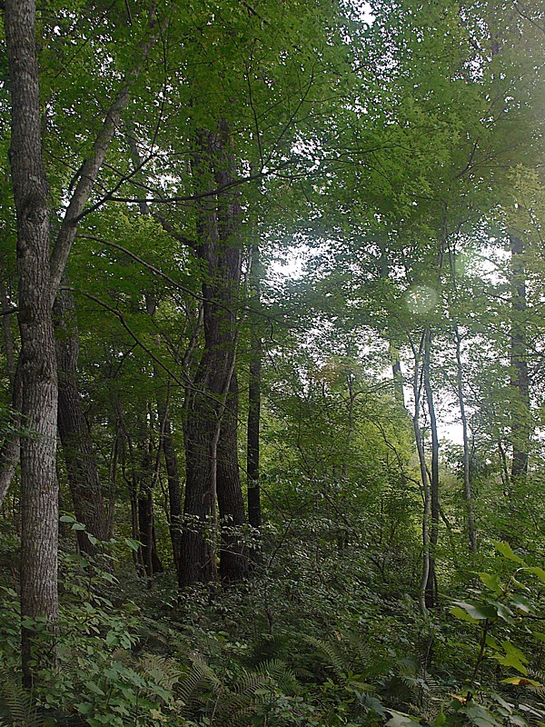 Кордон Америка, image of landscape/habitat.