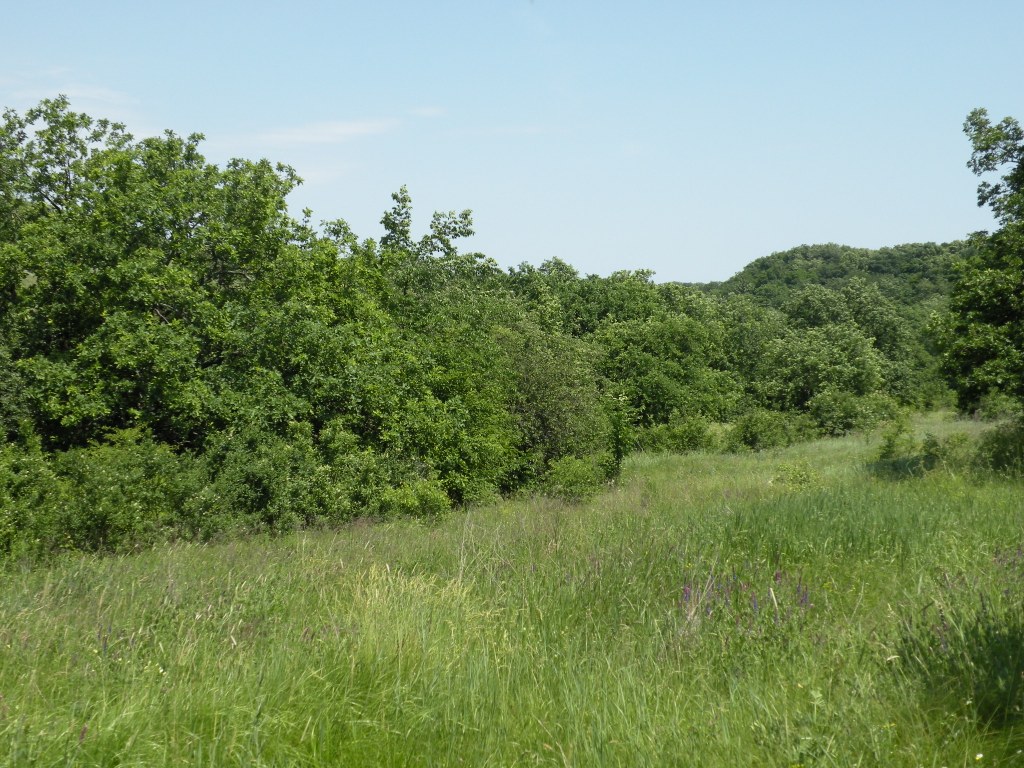 Балка Диброва, image of landscape/habitat.