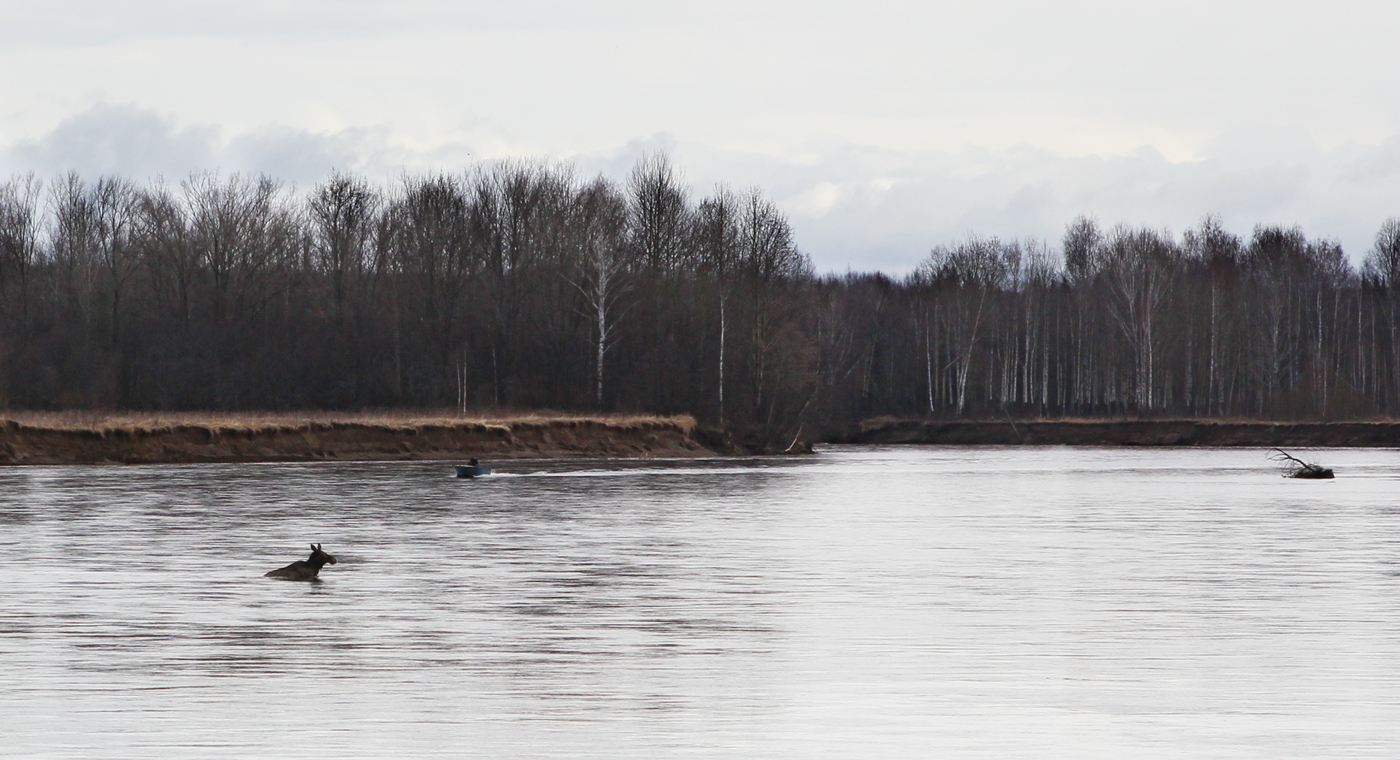 Низовья Косьвы, image of landscape/habitat.