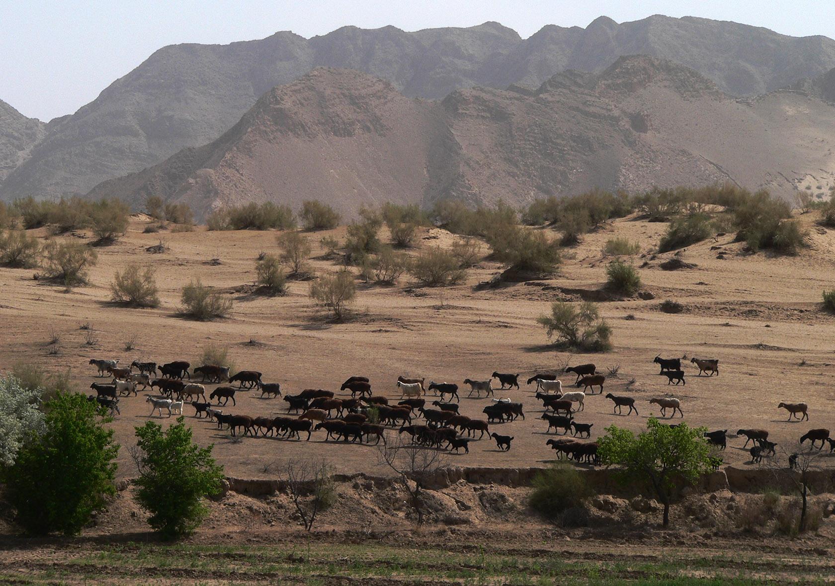 Курджалакум, image of landscape/habitat.