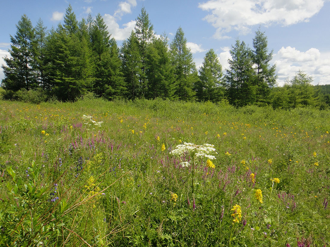 Окрестности Северного, image of landscape/habitat.