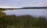 Григорьевское, image of landscape/habitat.