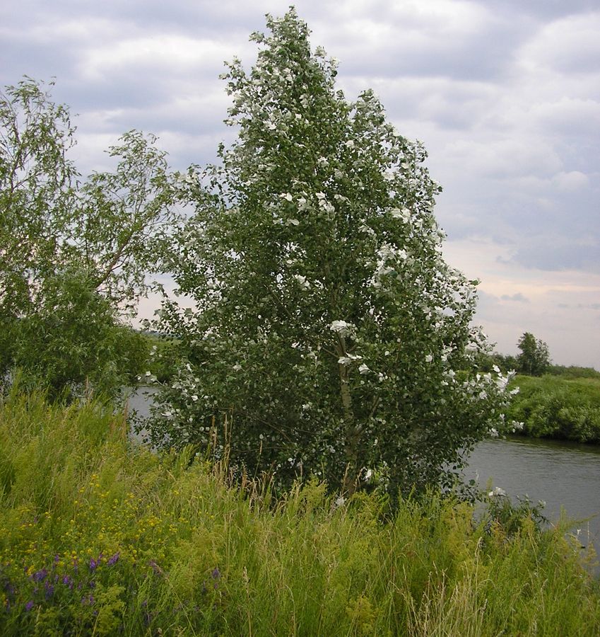 Окрестности Кургана, image of landscape/habitat.