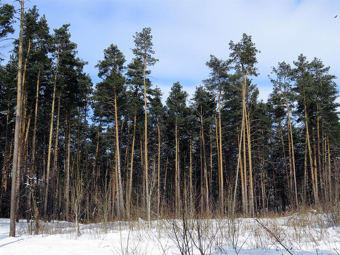 Верхняя Терраса и окрестности, image of landscape/habitat.