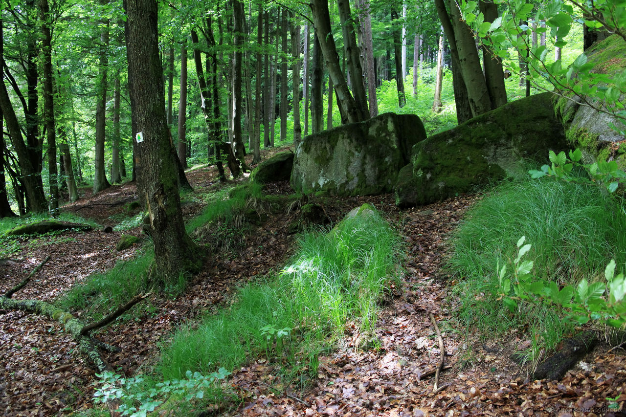 Vyšší Brod a Opatská stezka, image of landscape/habitat.