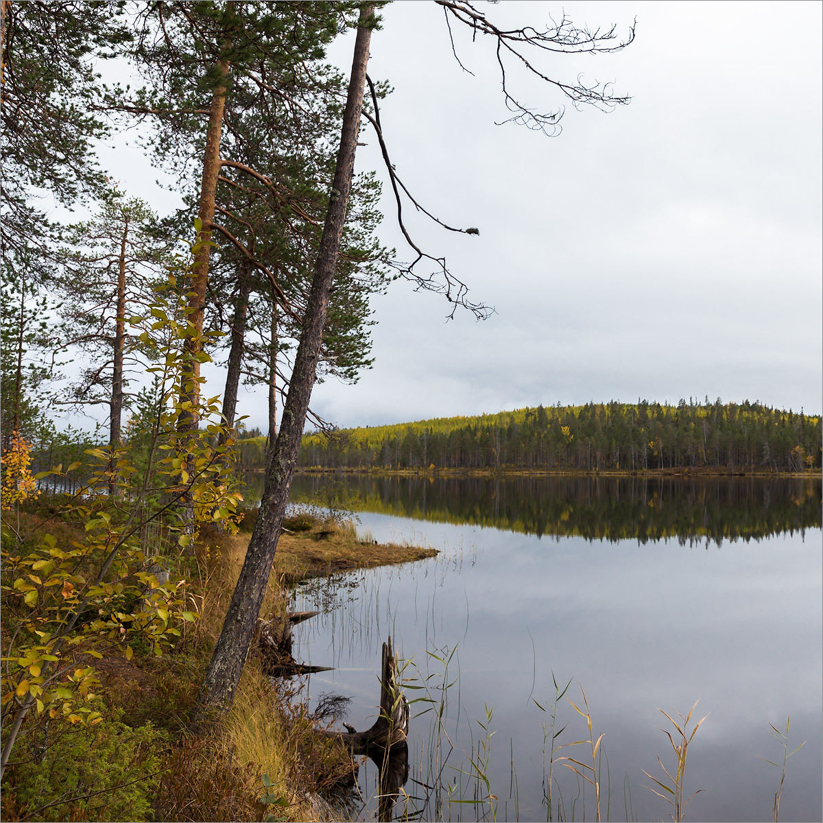 Пизанец, image of landscape/habitat.