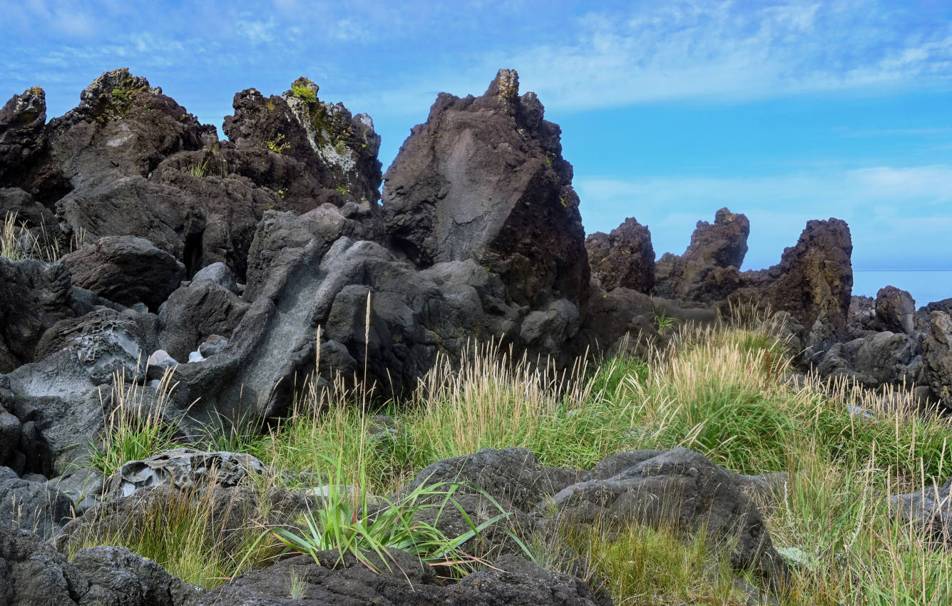 Окрестности мыса Одесский, image of landscape/habitat.