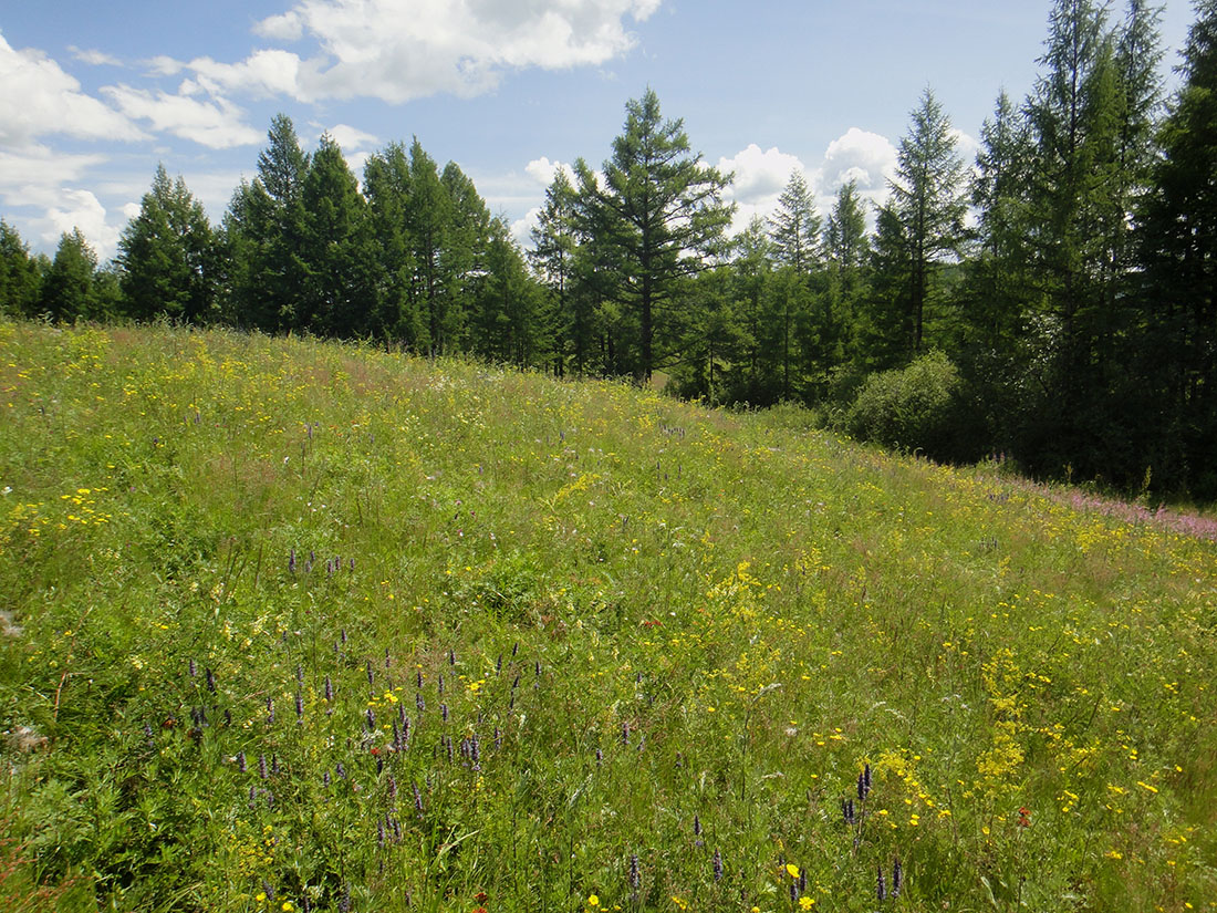 Окрестности Северного, image of landscape/habitat.