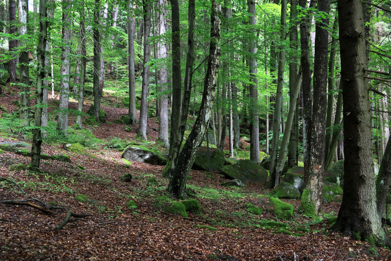 Vyšší Brod a Opatská stezka, image of landscape/habitat.