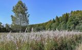 Долина реки Волгуша, image of landscape/habitat.