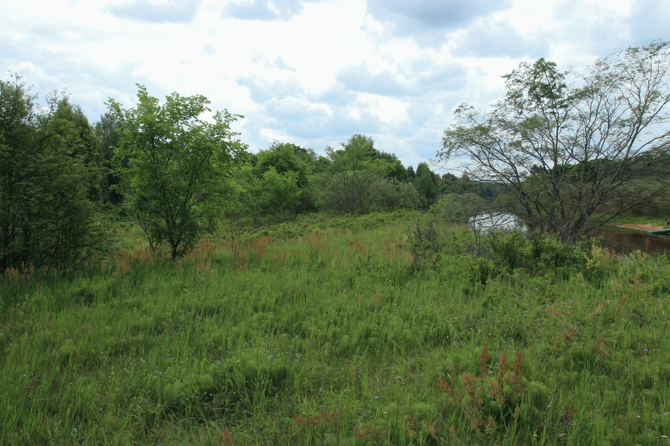 Луга у Кемки, image of landscape/habitat.