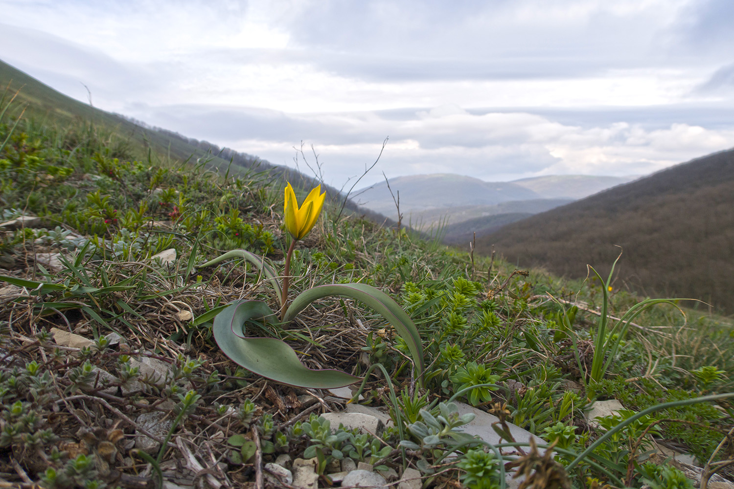 Гора Лысая-Новороссийская, image of landscape/habitat.