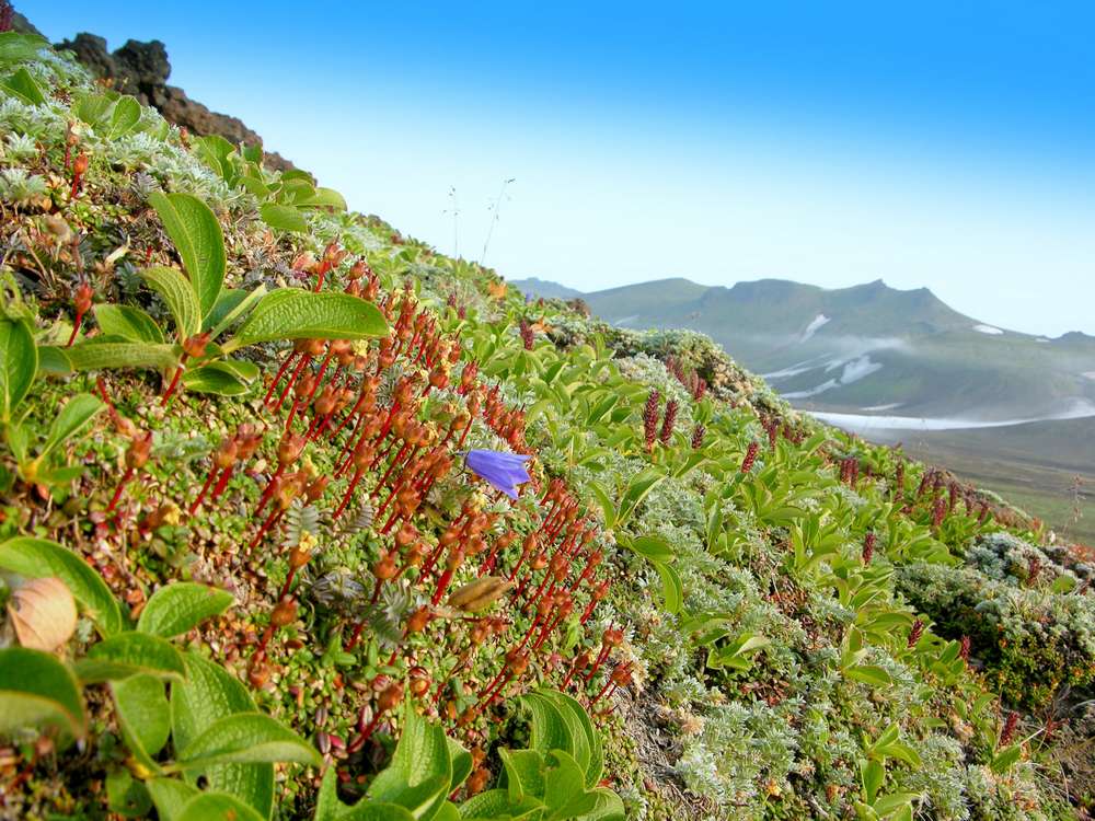 Горелинский дол, image of landscape/habitat.