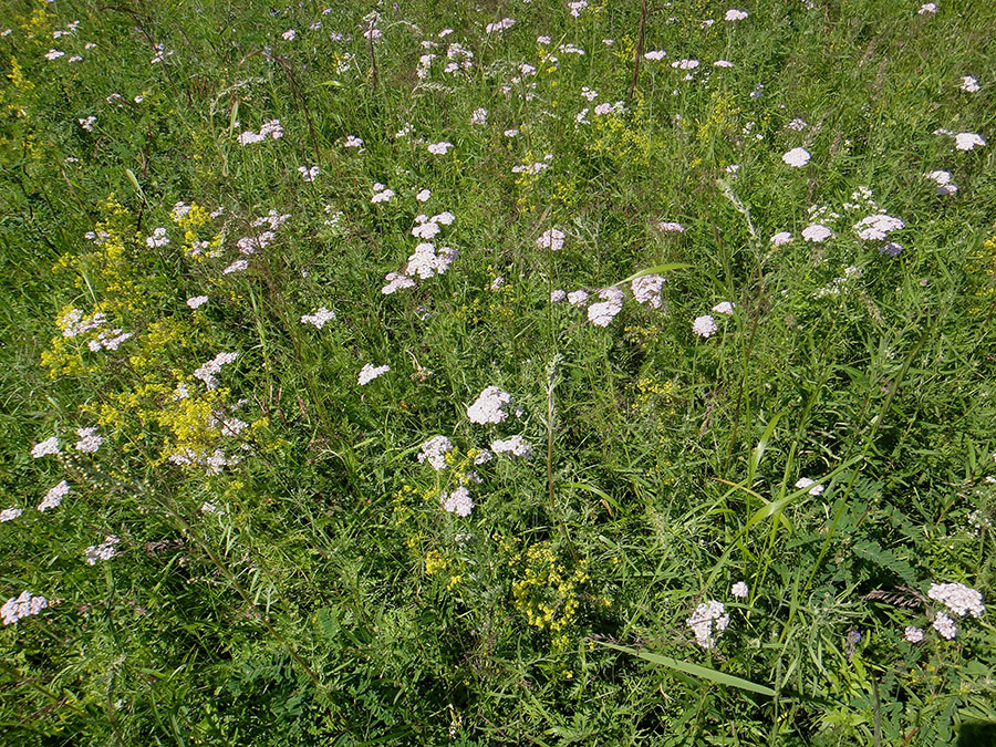 Окрестности Северного, image of landscape/habitat.