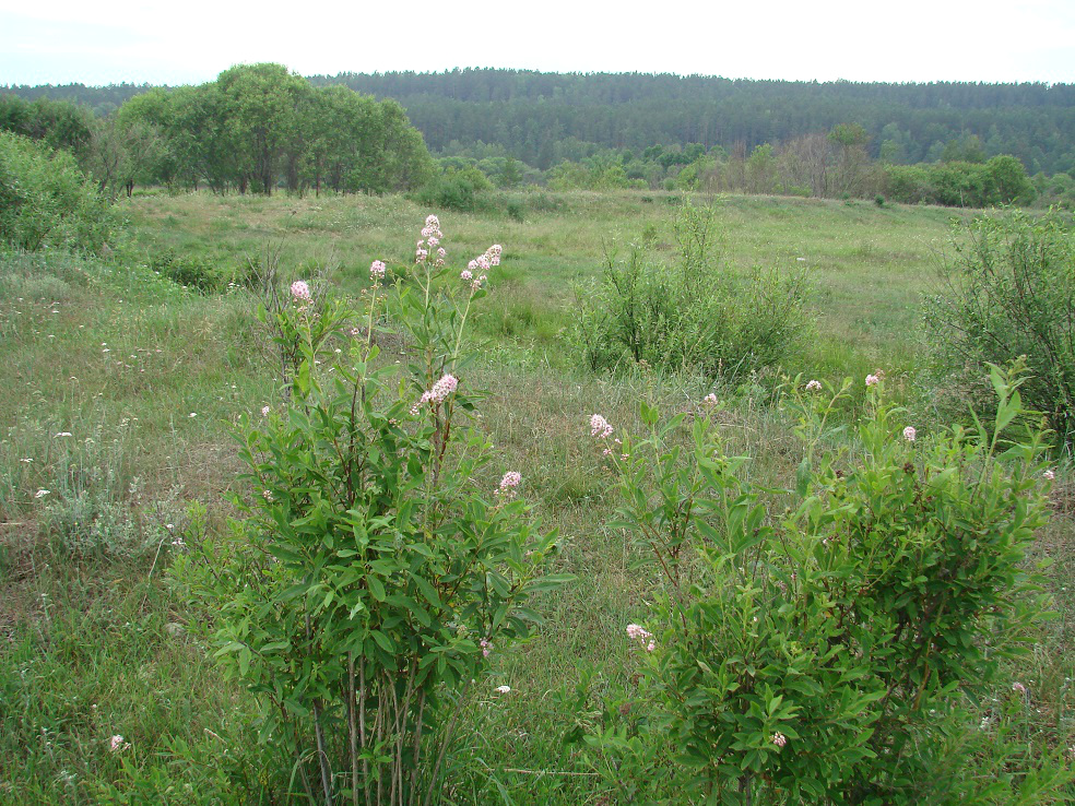 Окрестности Пивоварихи, image of landscape/habitat.