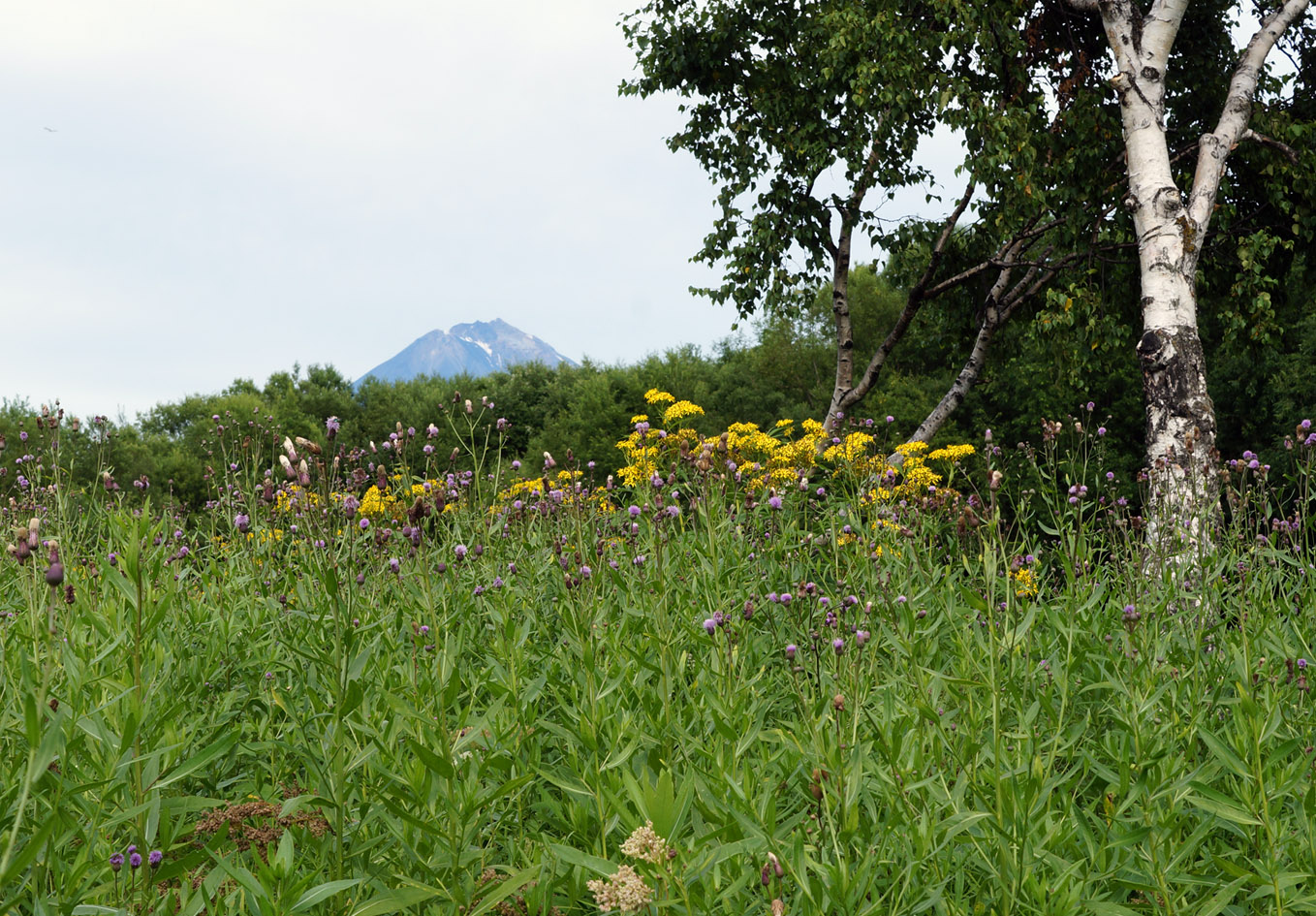 Елизово, image of landscape/habitat.