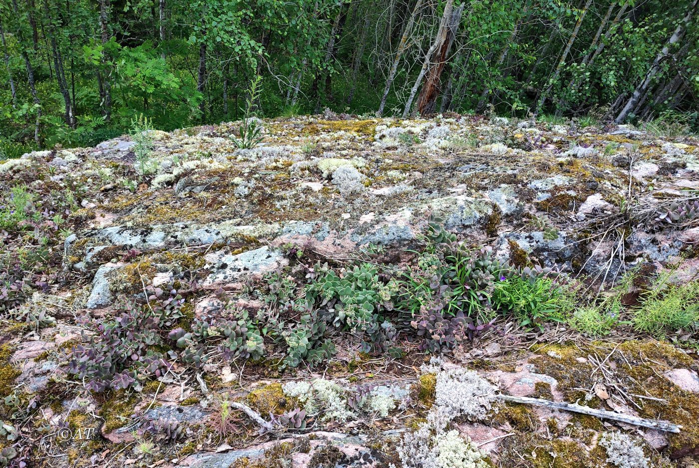 Остров Сюскюянсаари, image of landscape/habitat.