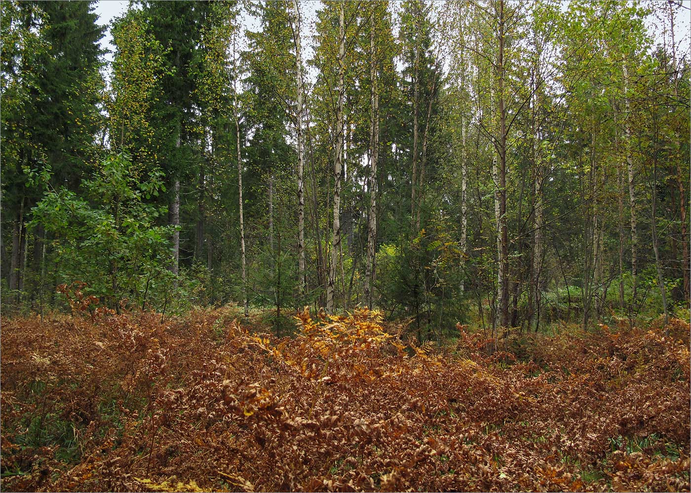 Копорье, image of landscape/habitat.