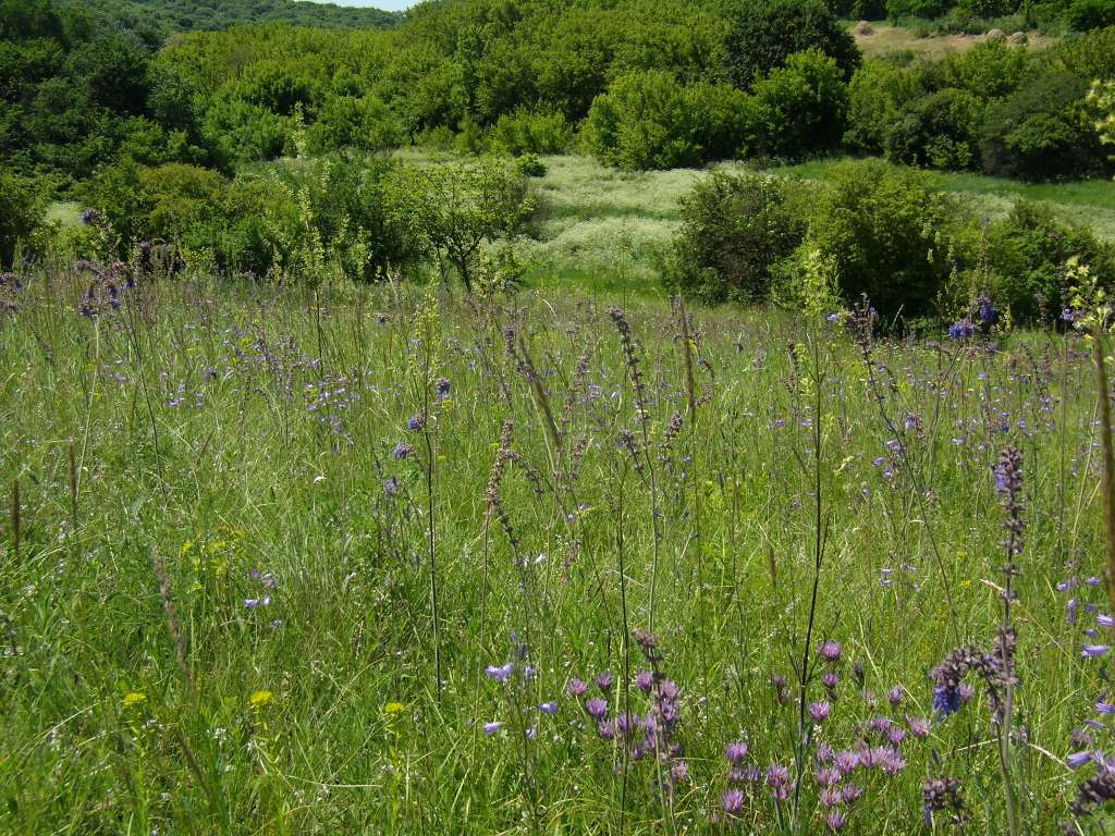 Верховья реки Самоткань, image of landscape/habitat.