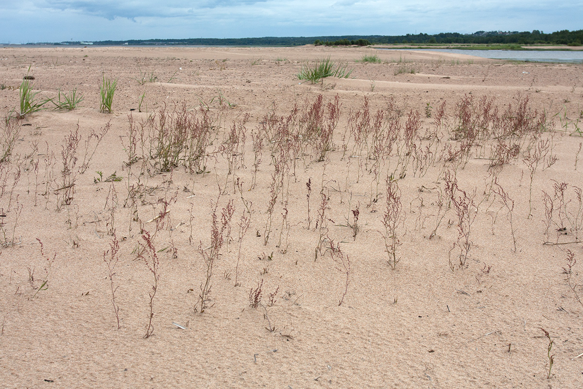 Большая Ижора, image of landscape/habitat.