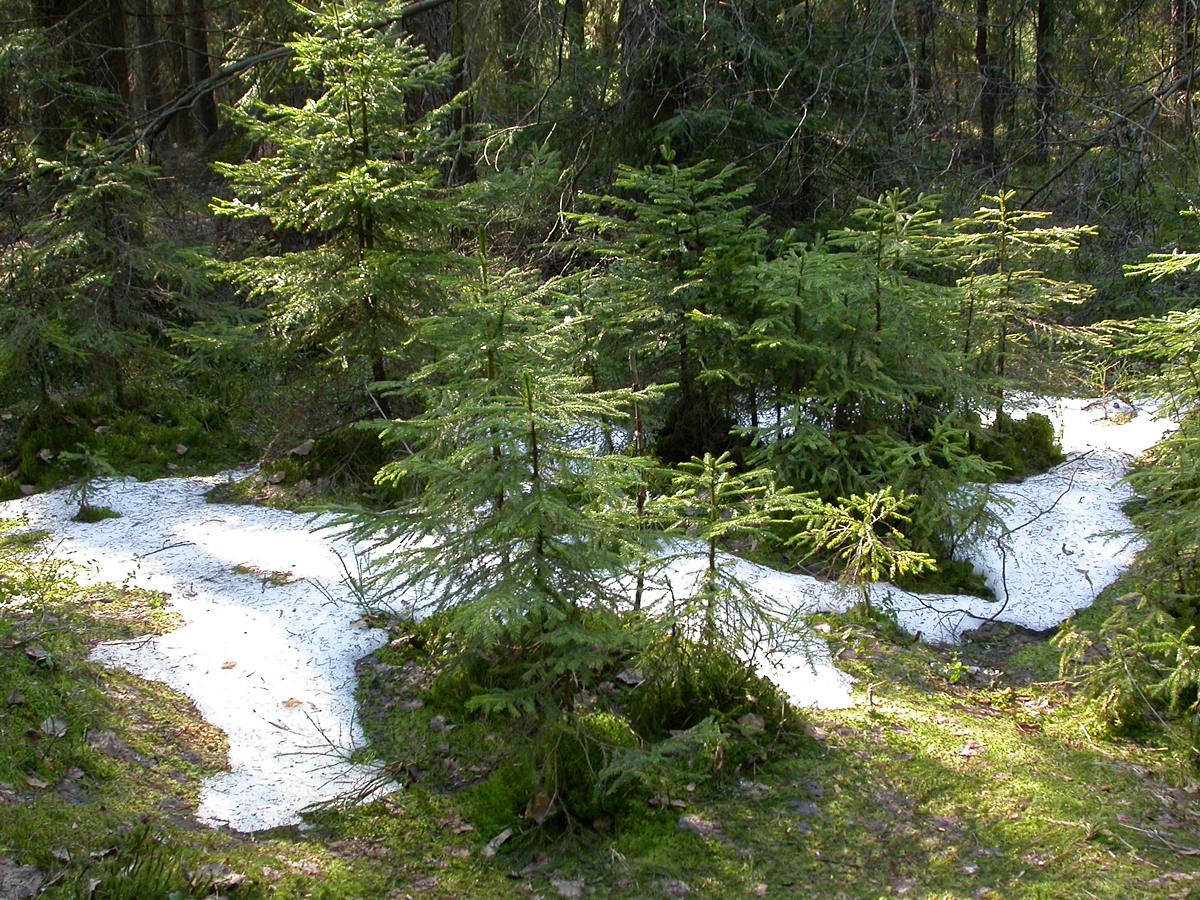 Песочный, image of landscape/habitat.