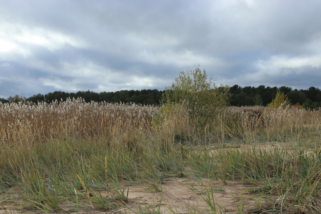 Большая Ижора, image of landscape/habitat.