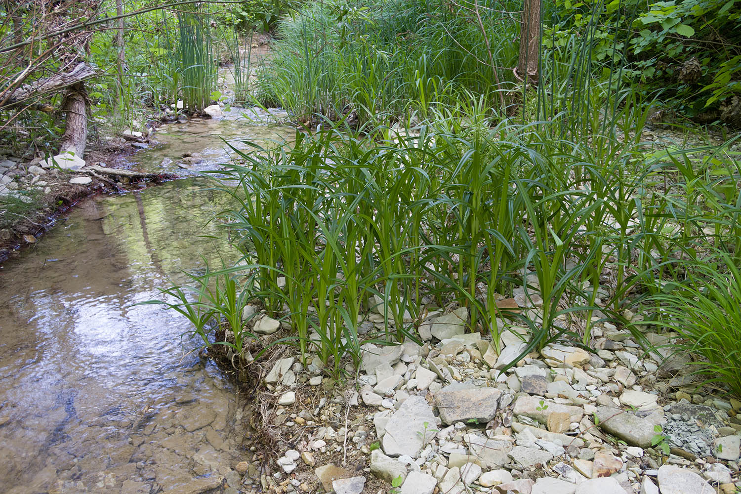 Темрючки, image of landscape/habitat.