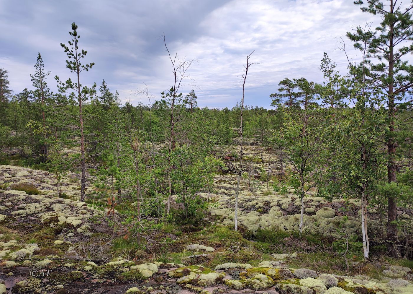 Остров Сюскюянсаари, image of landscape/habitat.