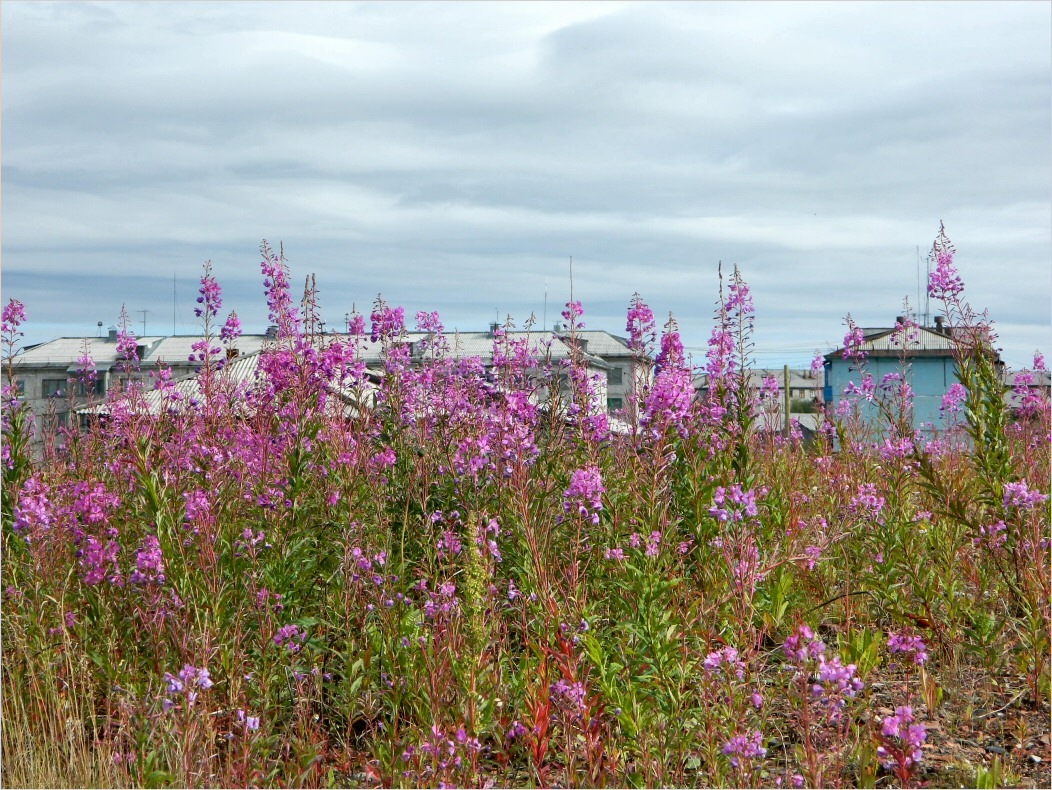 Воркута, image of landscape/habitat.