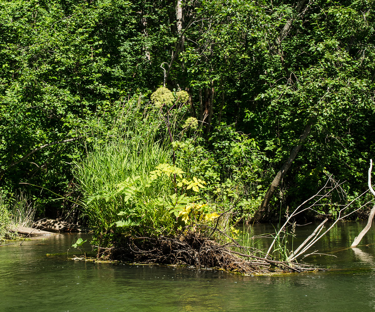 Окрестности деревни Шкарята, image of landscape/habitat.