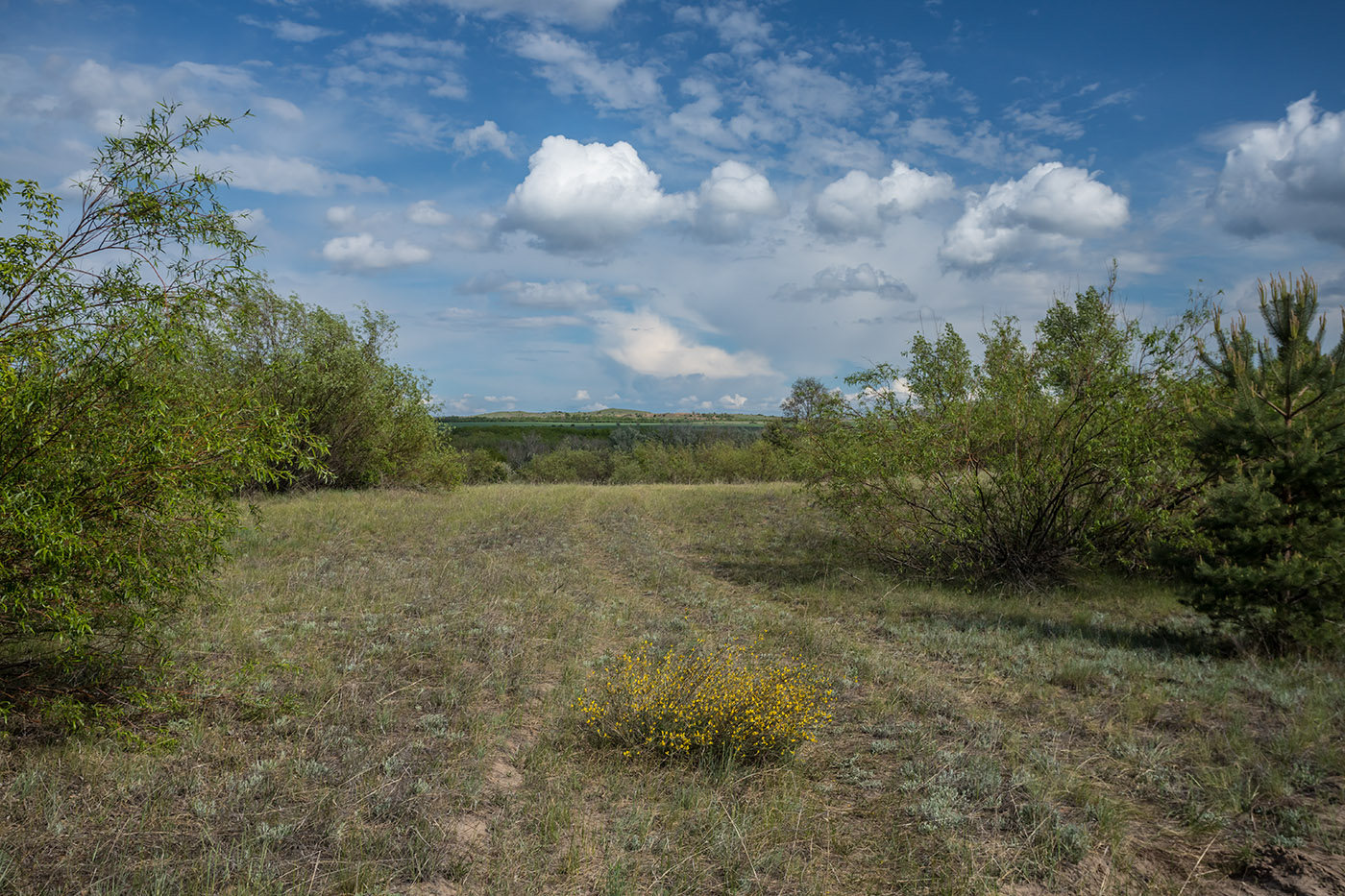 Калитвенская лука, image of landscape/habitat.