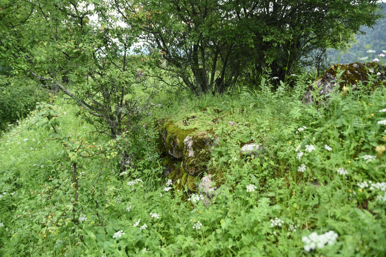 Окрестности урочища Нижний Лейми, image of landscape/habitat.