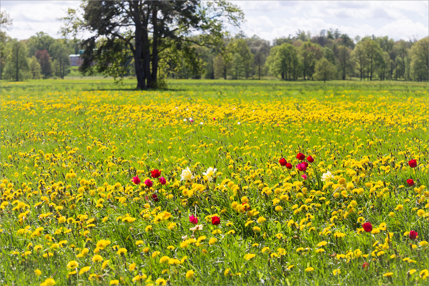 Парк "Александрия", image of landscape/habitat.