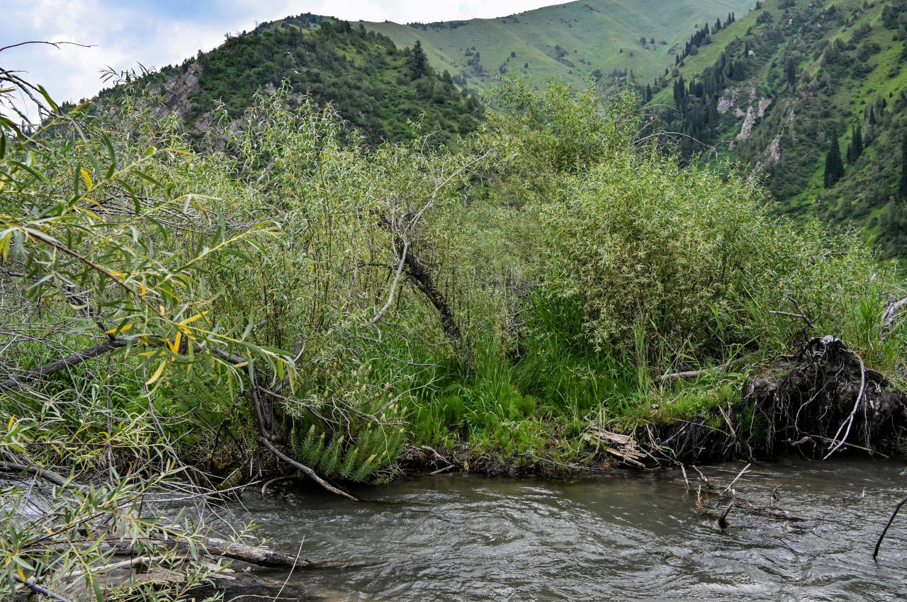 Озеро Сары-Челек, image of landscape/habitat.