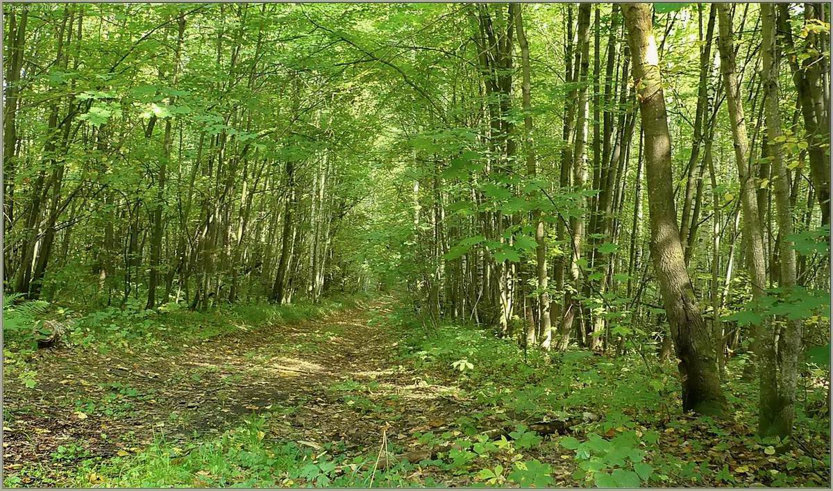 Барковская грива, image of landscape/habitat.