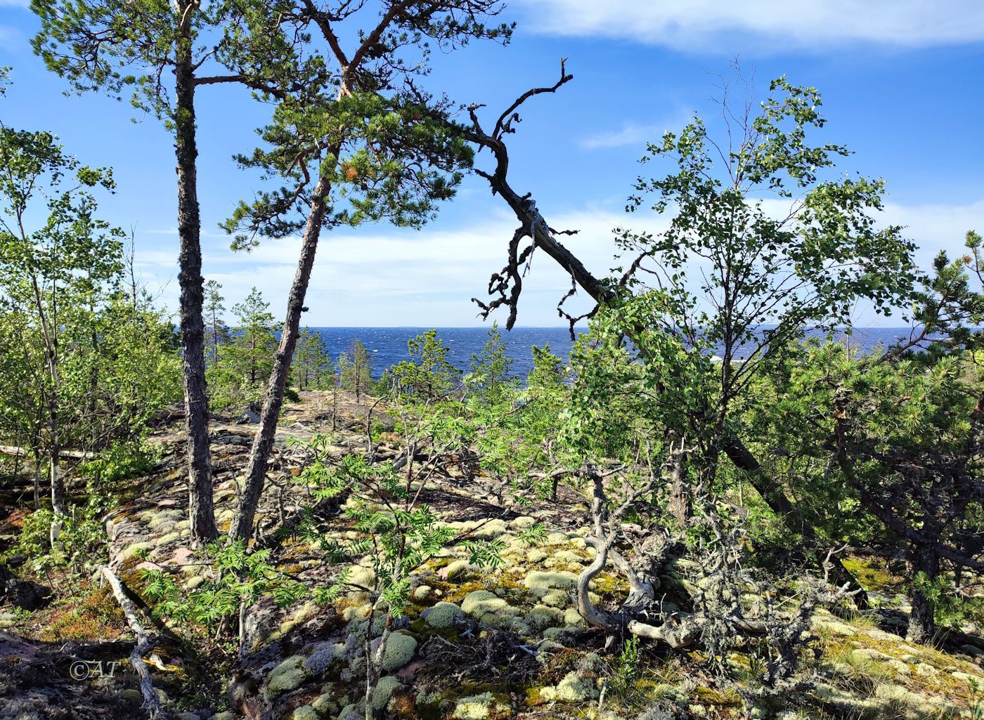 Остров Сюскюянсаари, image of landscape/habitat.