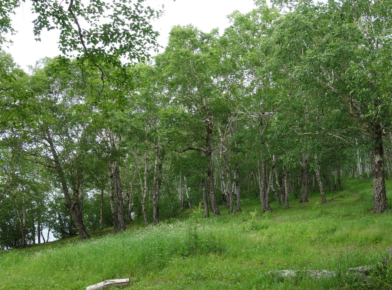 Советская Гавань, image of landscape/habitat.